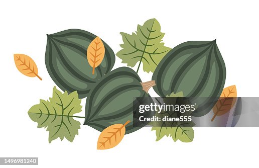Acorn Squash Fall & Autumn Element Acorn Squash Fall & Autumn Element