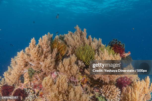 close-up of coral in sea,philippines - yeshaya dinerstein stockfoto's en -beelden