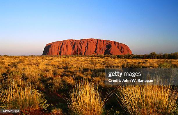 uluru (ayers rock) with desert vegetation. - ayers rock stock-fotos und bilder