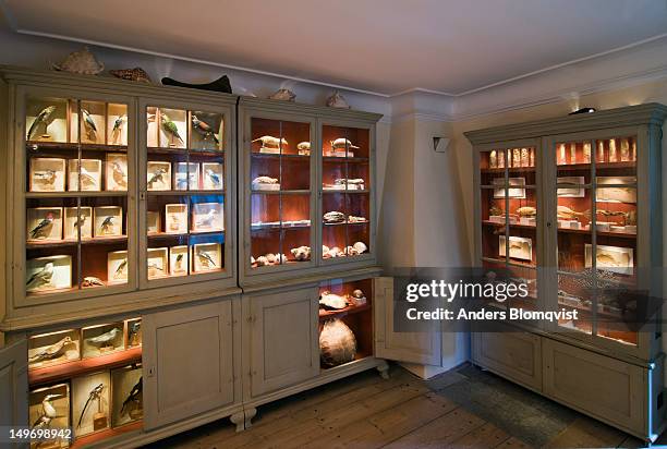 specimen collection in home of carl von linne at linne museum on svartbacksgatan 27. - svartbacksgatan 27 stock pictures, royalty-free photos & images