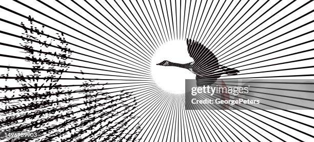 canada goose in flight with sun and sunbeams - dramatic landscape stock illustrations