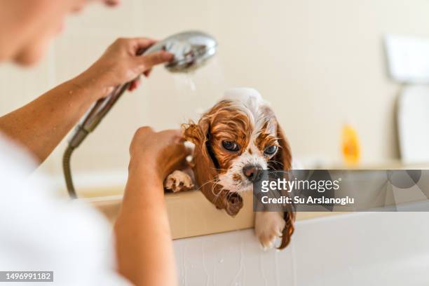 cute cavalier king charles spaniel having a bath at home - little dog owner stock pictures, royalty-free photos & images