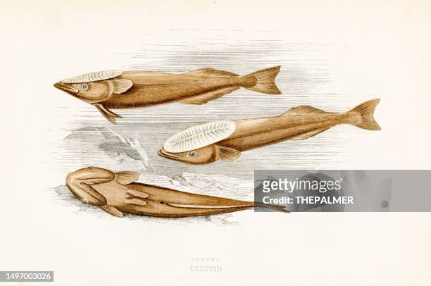 remora fish - color printed woodblocks 1877 - remora fish stock illustrations