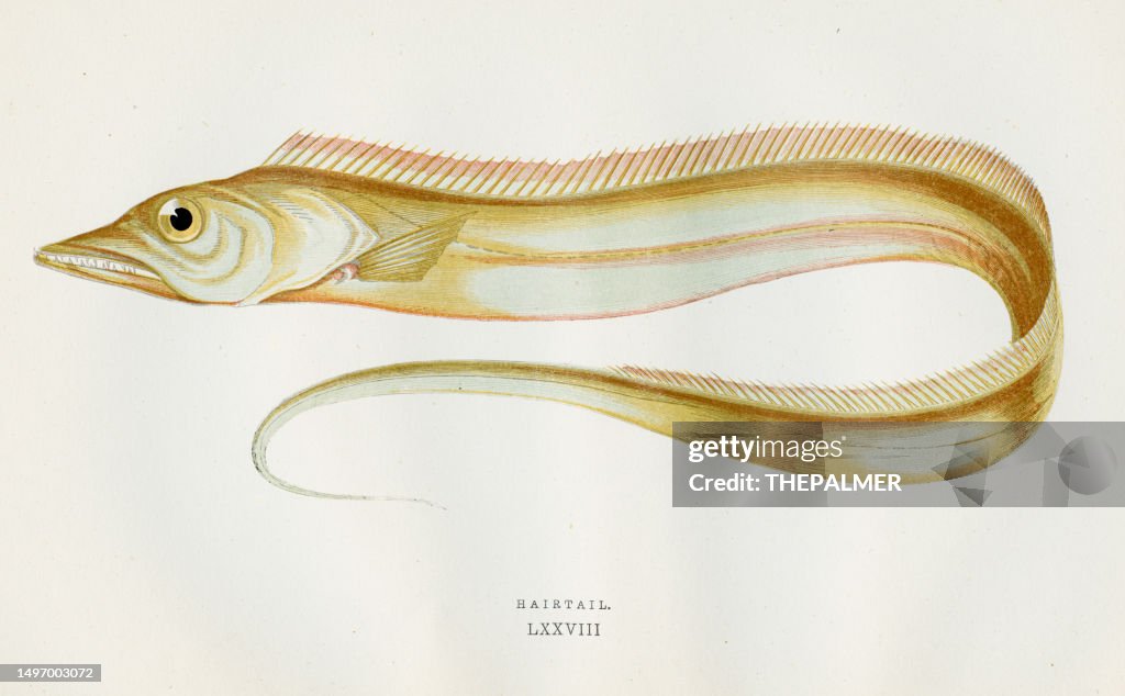 Hairtail fish Color Printed Woodblocks 1877
