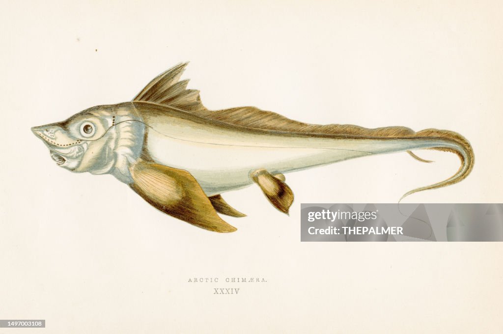 Arctic chimera Color Printed Woodblocks 1877