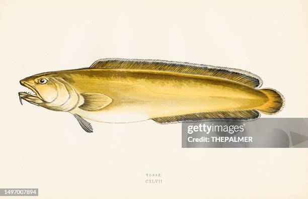 torsk scandinavian cod - color printed woodblocks 1877 - cod fishing stock illustrations
