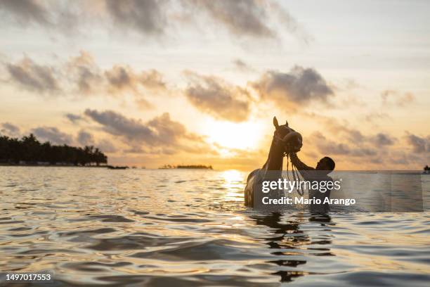 fotografie eines mannes mit seinem pferd im meer von san andres, der den sonnenaufgang empfängt - san andres colombia stock-fotos und bilder
