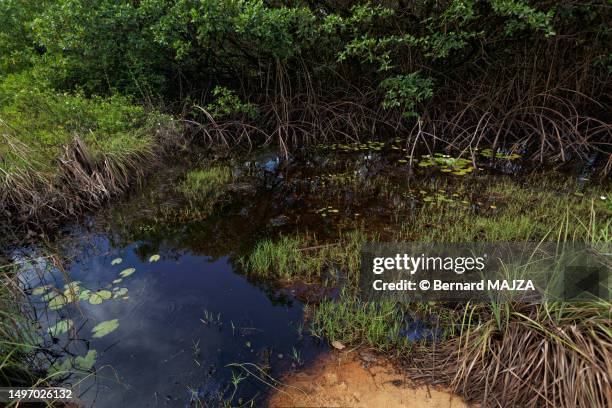 marshes - french guiana stock pictures, royalty-free photos & images