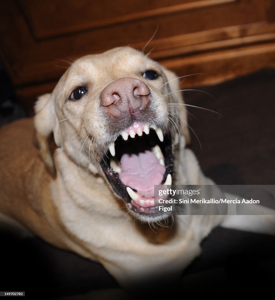 Angry labrador retriever