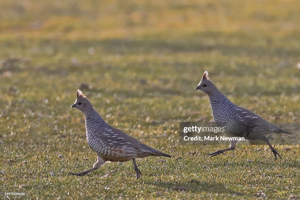 Scaled quail