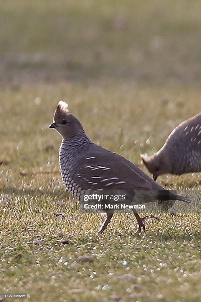 Scaled quail