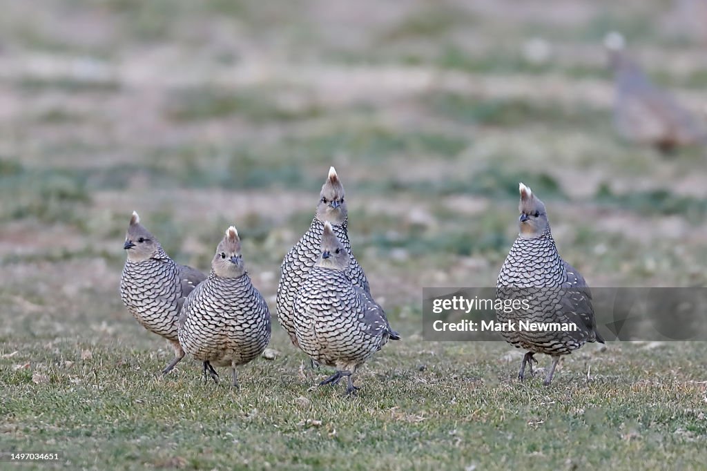 Scaled quail