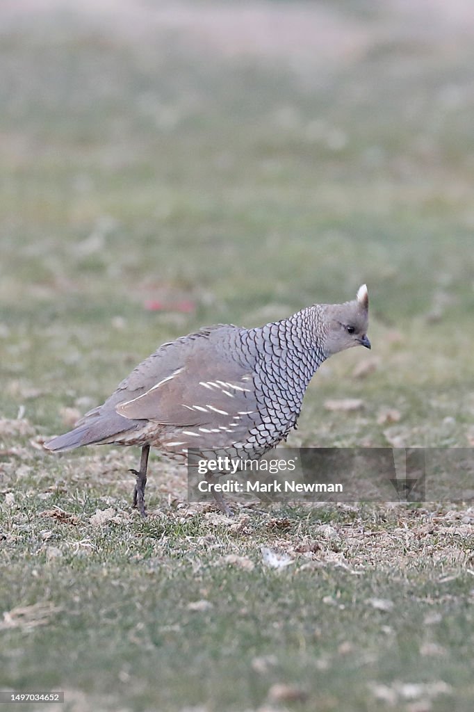 Scaled quail