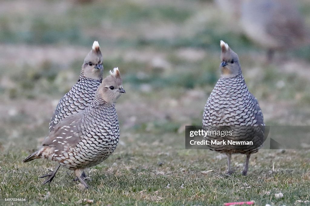 Scaled quail