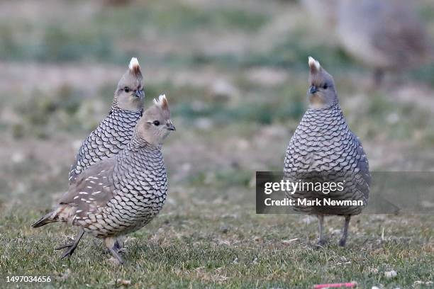 scaled quail - callipepla squamata stock pictures, royalty-free photos & images
