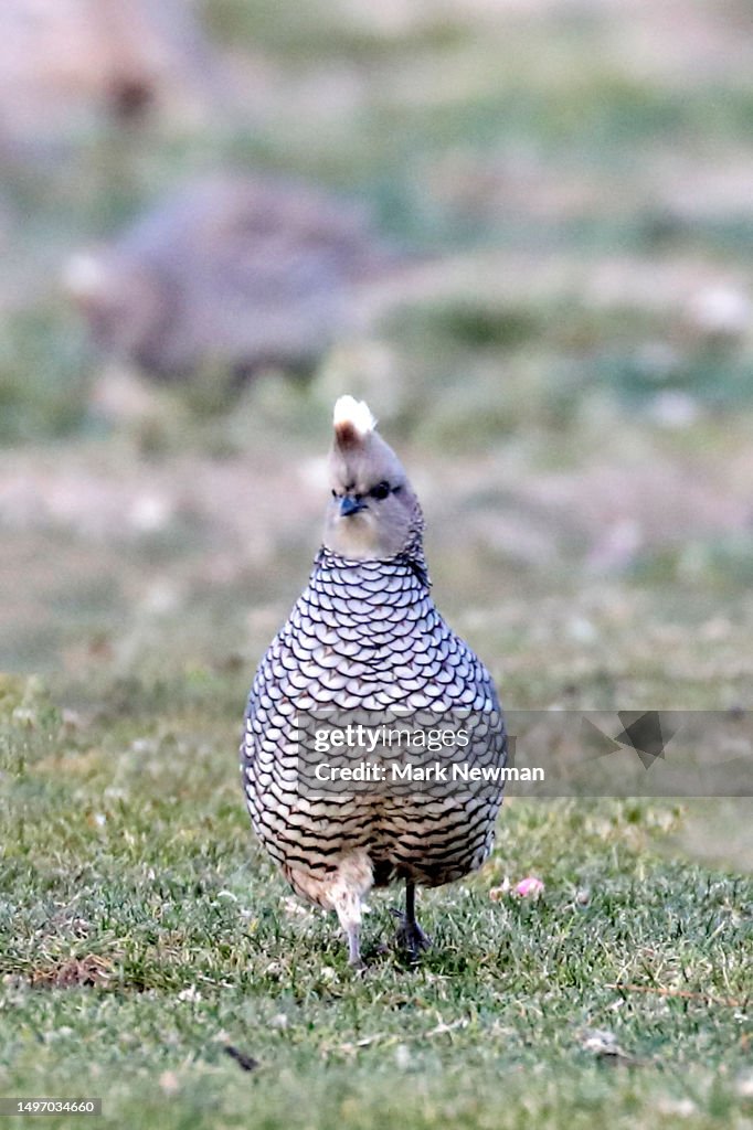 Scaled quail