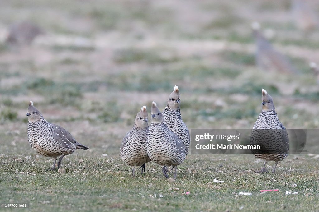 Scaled quail