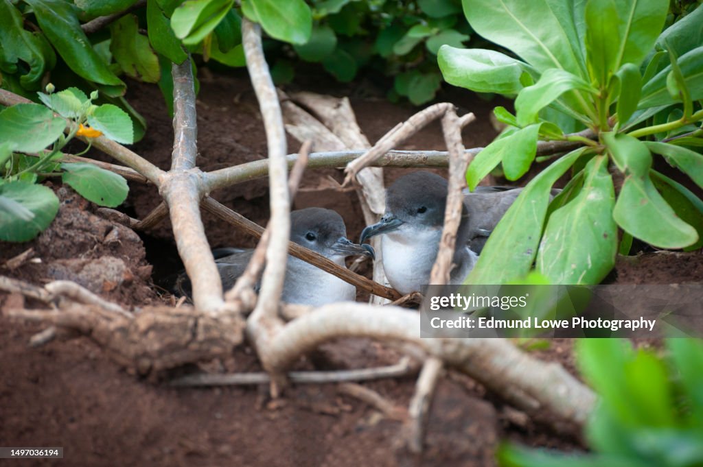 Nesting Wedge-Tailed Shearwater Birds Seen At at Kilauea Point Refuge, Kauai, Hawaii.