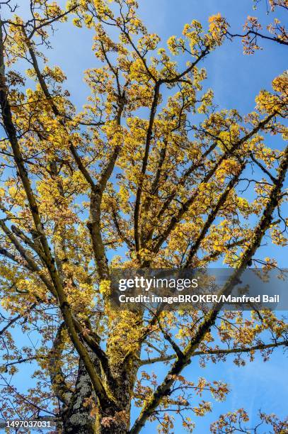 spring flowering norway maple (acer platanoides), kempten, allgaeu, bavaria, germany - flowering maple tree stock pictures, royalty-free photos & images