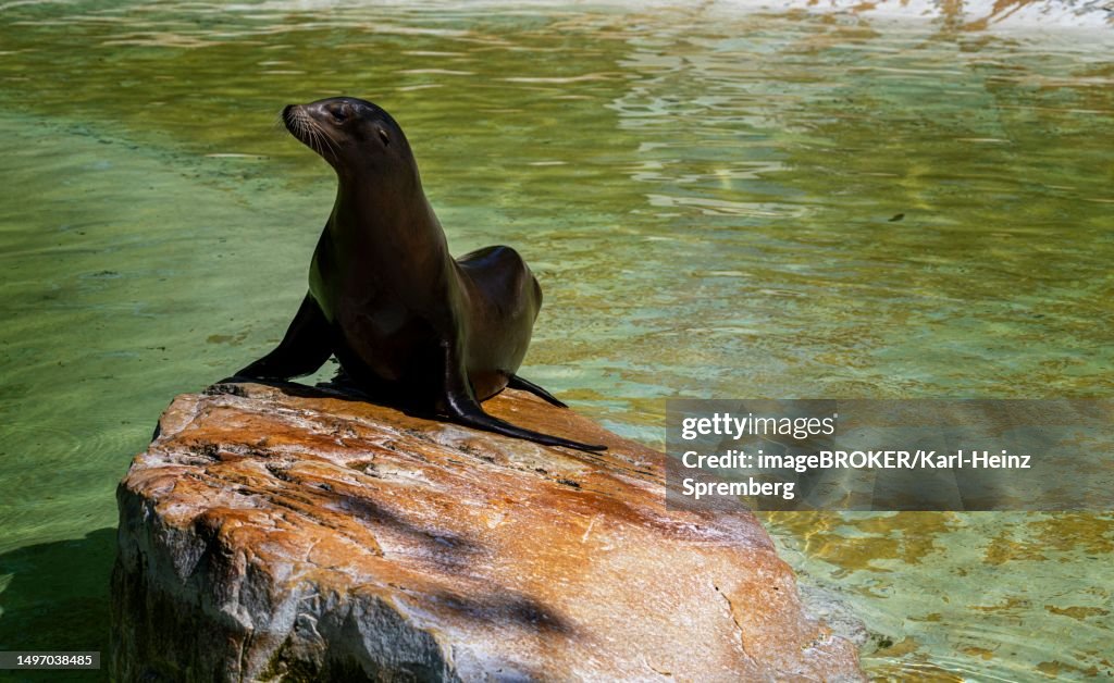 California sea lion (Zalophus californianus), Berlin Zoo, Germany