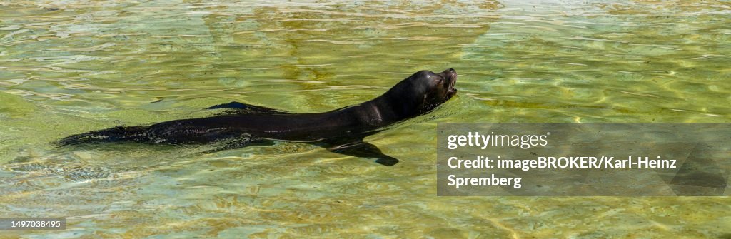 California sea lion (Zalophus californianus), Berlin Zoo, Germany