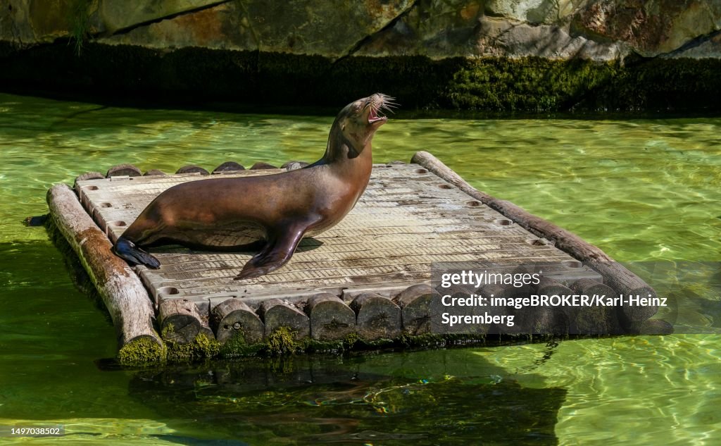 California sea lion (Zalophus californianus), Berlin Zoo, Germany