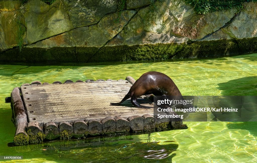California sea lion (Zalophus californianus), Berlin Zoo, Germany