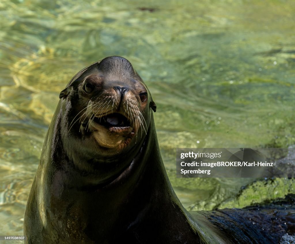 California sea lion (Zalophus californianus), Berlin Zoo, Germany