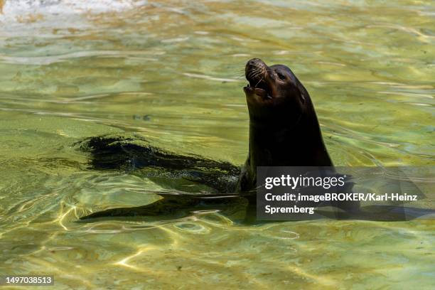 california sea lion (zalophus californianus), berlin zoo, germany - california sea lion stock illustrations