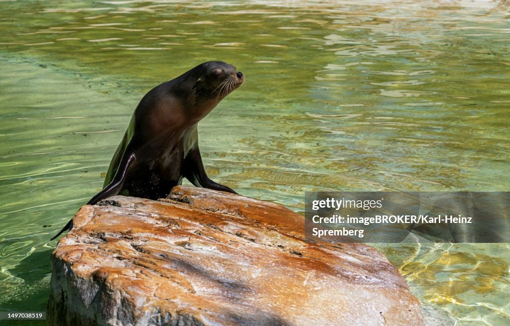 California sea lion (Zalophus californianus), Berlin Zoo, Germany