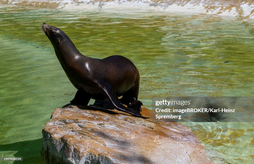 California sea lion (Zalophus californianus), Berlin Zoo, Germany