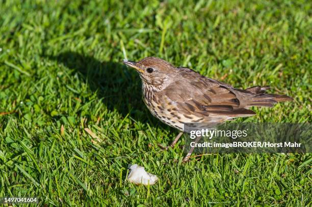 hedge sparrow (prunella modularis), invercargill, new zealand - prunellidae stock pictures, royalty-free photos & images