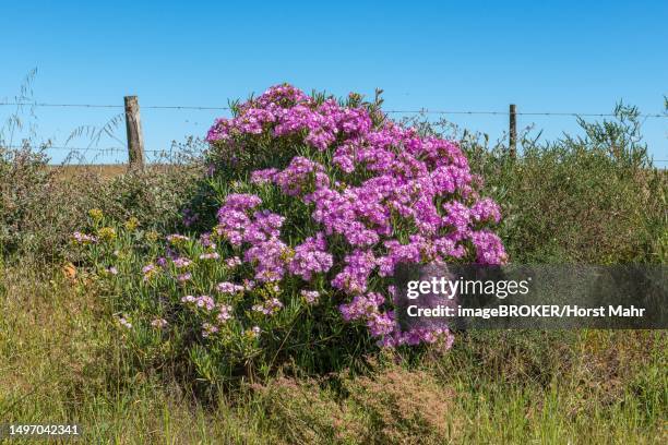 elandsbaai, western cape, south africa - baai 個照片及圖片檔