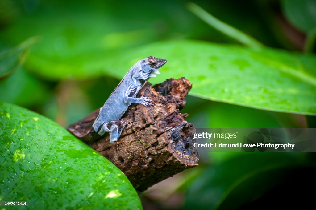 Brown Anole Lizard Shedding Its Skin in a Rain Forest on Kauai, Hawaii.