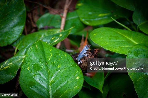 brown anole lizard shedding its skin in a rain forest on kauai, hawaii. - rain shed stock pictures, royalty-free photos & images