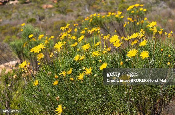 giant resinbush (euryops speciosissimus), leipoldtville, western cape, south africa - buphthalmum salicifolium stock pictures, royalty-free photos & images