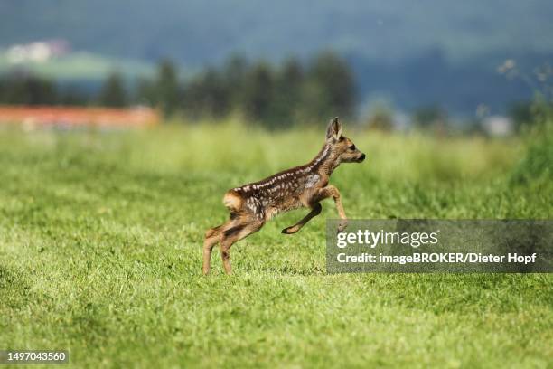 european roe deer (capreolus capreolus) approx. 3 weeks old fawn jumps over mown meadow, allgaeu, bavaria, germany - rehkitz stock-fotos und bilder