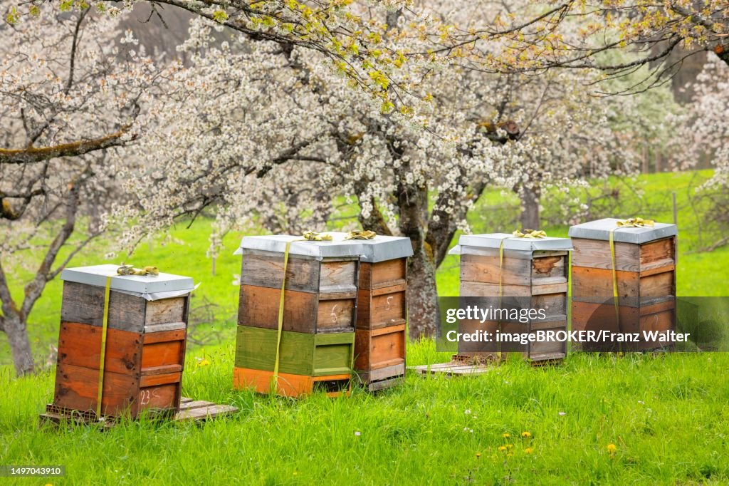 Beehives during fruit tree blossom, Esslingen, Baden-Wuerttemberg, Germany, Reussenstein castle ruins, Schwaebi, Baden-Wuerttemberg, Germany