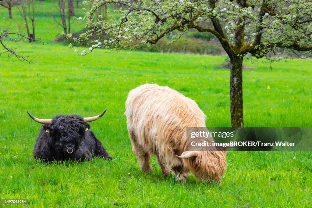 Scottish Highland cattle in spring, Esslingen, Baden-Wuerttemberg, Germany, Reussenstein castle ruins, Schwaebi, Baden-Wuerttemberg, Germany