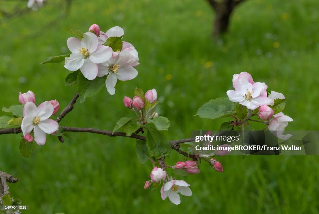 Fruit tree blossom, Esslingen, Baden-Wuerttemberg, Germany, Reussenstein castle ruins, Schwaebi, Baden-Wuerttemberg, Germany