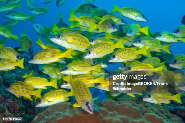 small school of bluestripe snapper (lutjanus kasmira) swimming over reef with corals, indian ocean, mascarene islands, mauritius - bluestripe schnapper stock-fotos und bilder