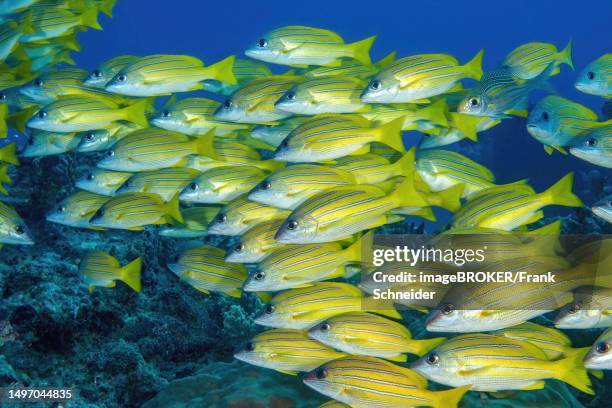 shoal of bluestripe snapper (lutjanus kasmira) swimming over reef with corals, indian ocean, mascarene islands, mauritius - bluestripe schnapper stock-fotos und bilder