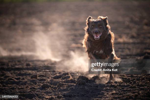 joyful running dog - anita stock pictures, royalty-free photos & images