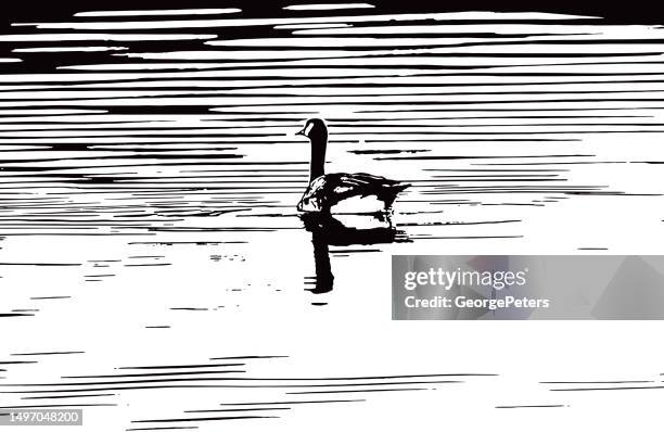 canada goose floating on water - scratchboard stock illustrations