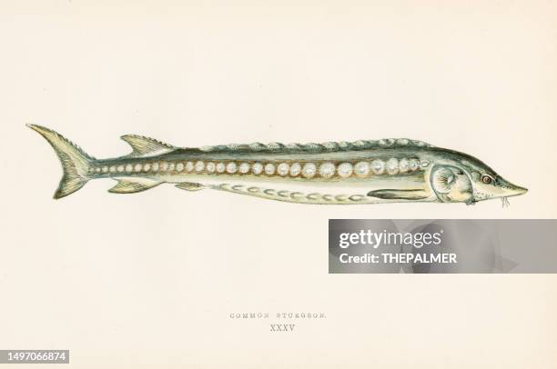 common sturgeon  fish - color printed woodblocks 1877 - caviar stock illustrations