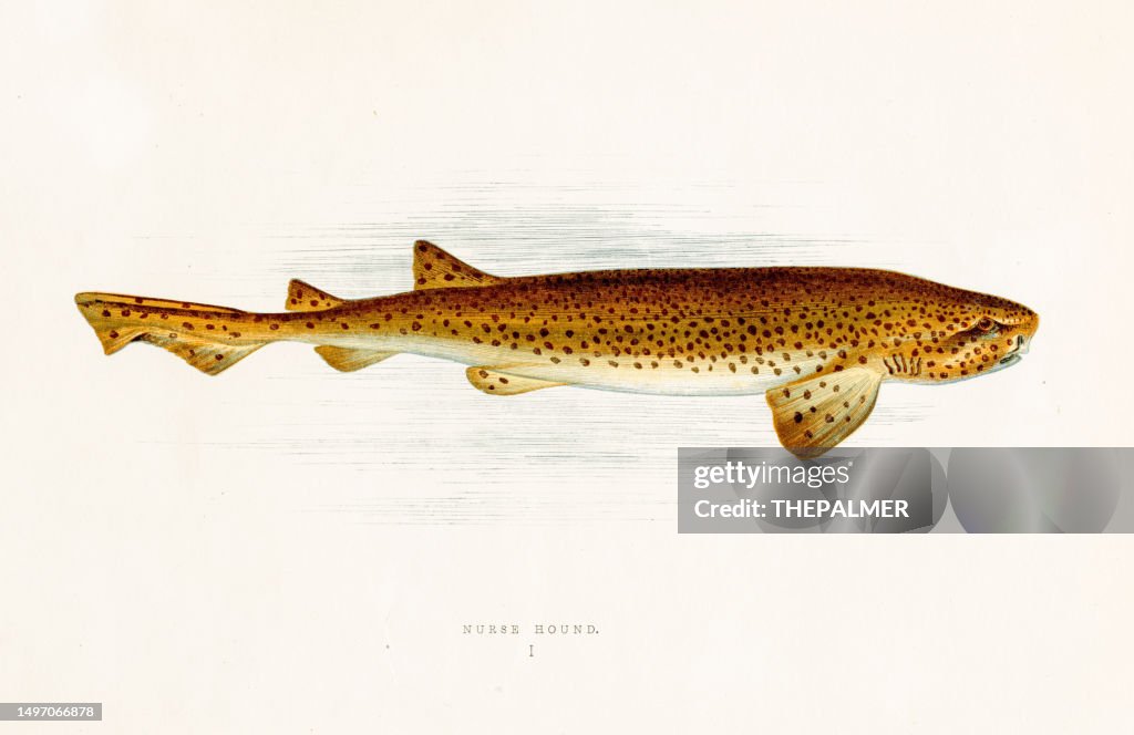 Nurse hound shark - Color Printed Woodblocks 1877