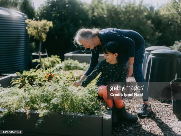 grandmother and granddaughter having a good time in vegetable garden - australian family time stockfoto's en -beelden