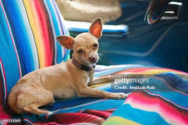 chihuahua - chihuahua mexico stock pictures, royalty-free photos & images