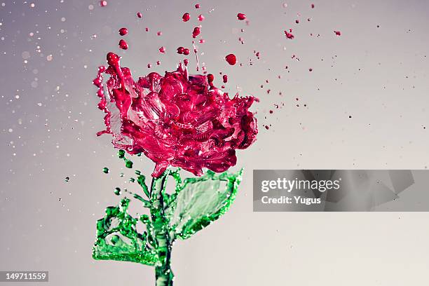 splash of rose - tropfen aufprall stock-fotos und bilder