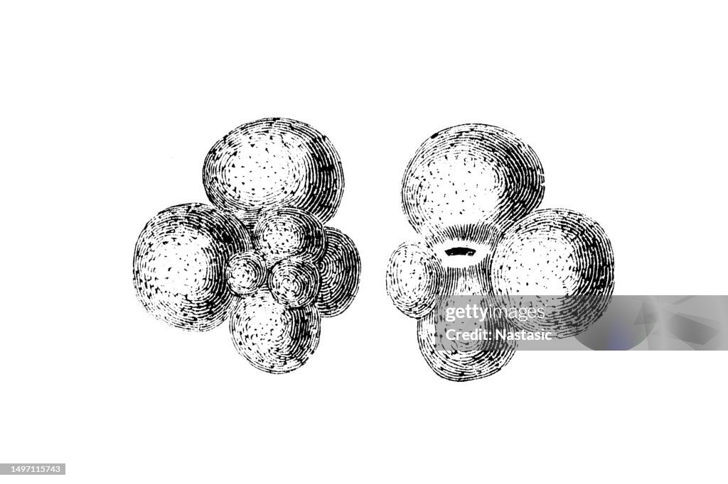 Globigerina Foraminifera (Latin for "hole bearers"; informally called "forams") are single-celled organisms, members of a phylum or class of amoeboid protists, commonly an external shell of diverse forms and materials